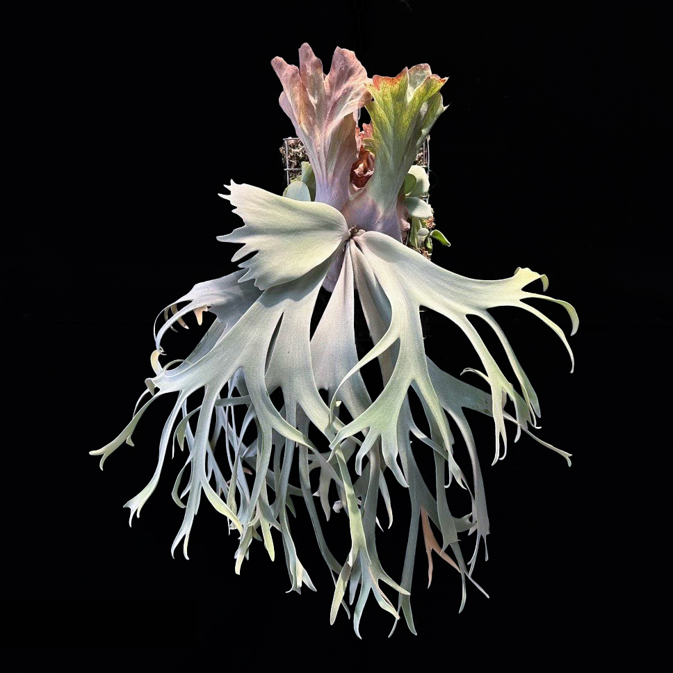 P.willinckii Pearl Queen sporeling