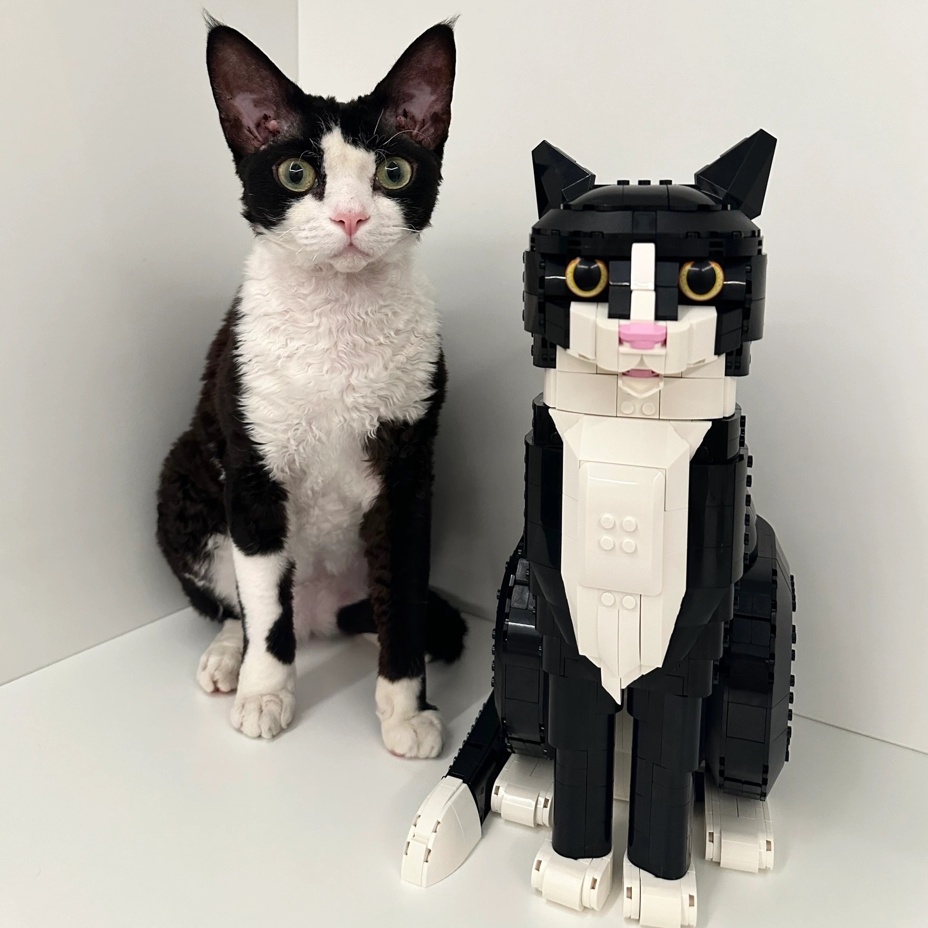 LEGO 樂高 賓士貓 21349 貓咪 模型 玩具 積木 / 調貨