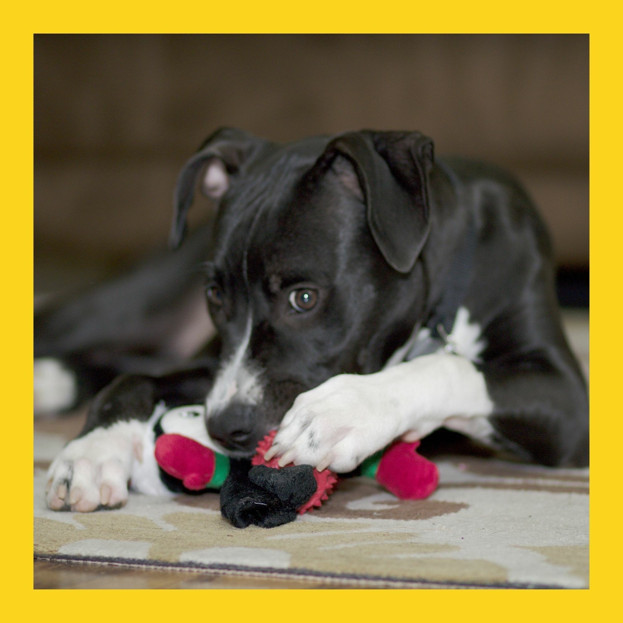 單盒體驗（狗）