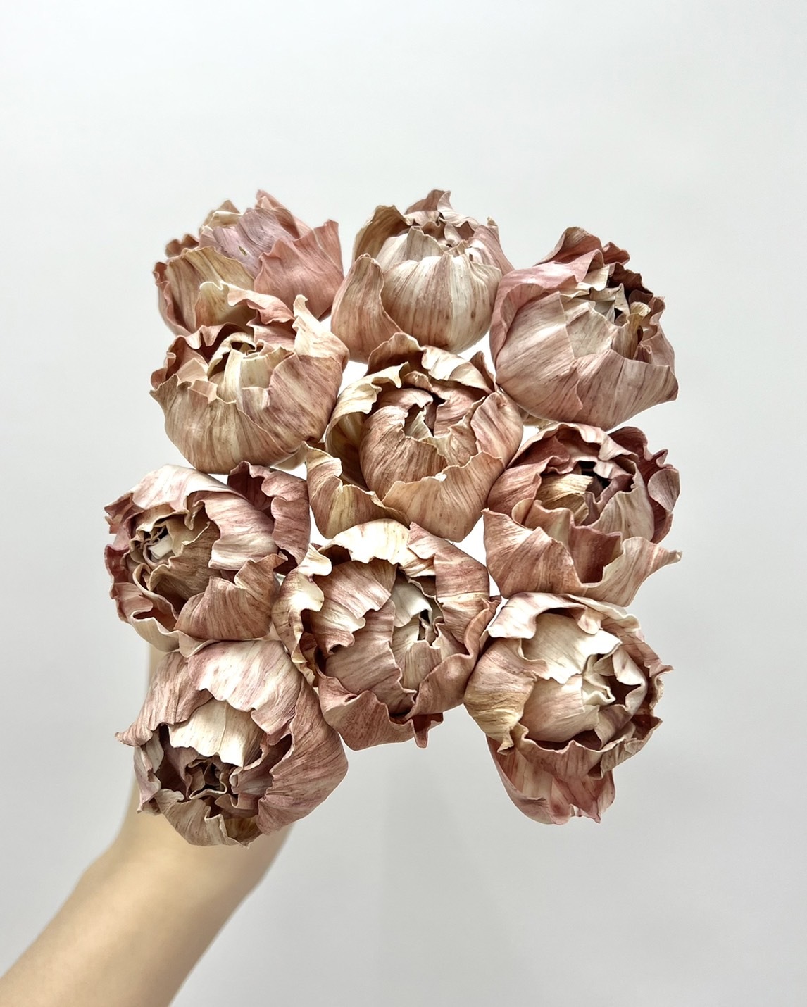 泰國索拉花 奶茶半開牡丹4CM <十支一把> (高品質)