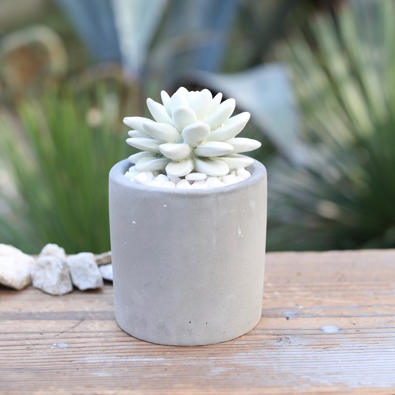 擴香∣多肉植物造型系列 出水芙蓉∣日本 DULTON