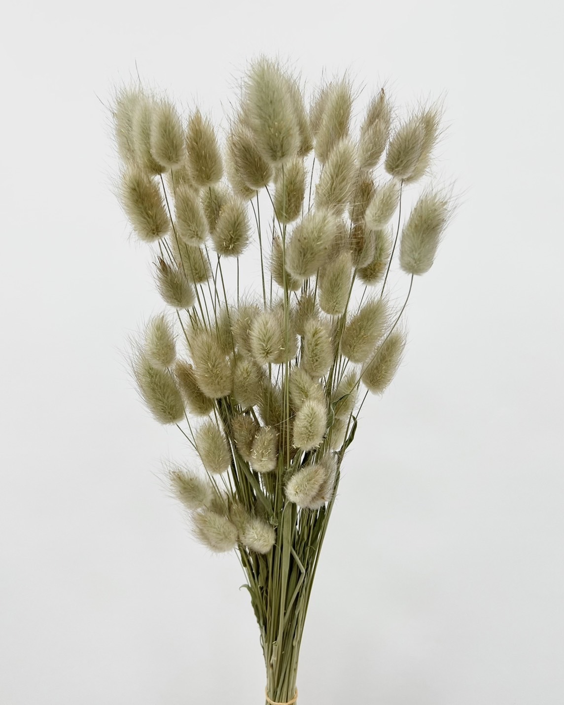 日本兔尾草 42050-020