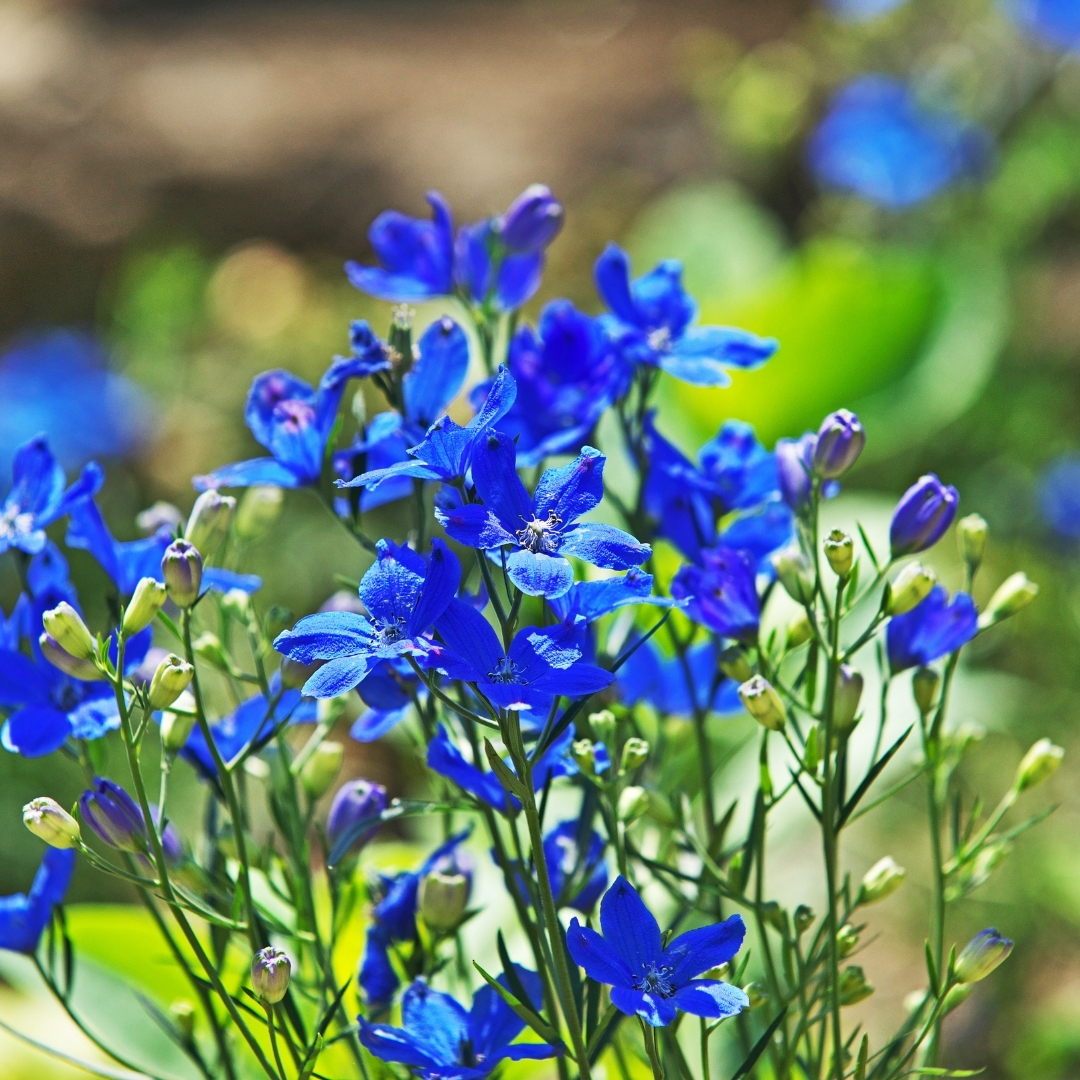 童顏音波淨白水精油-深層