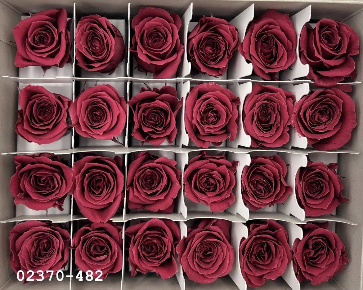 日本不凋迷你玫瑰(24朵) 02370-482