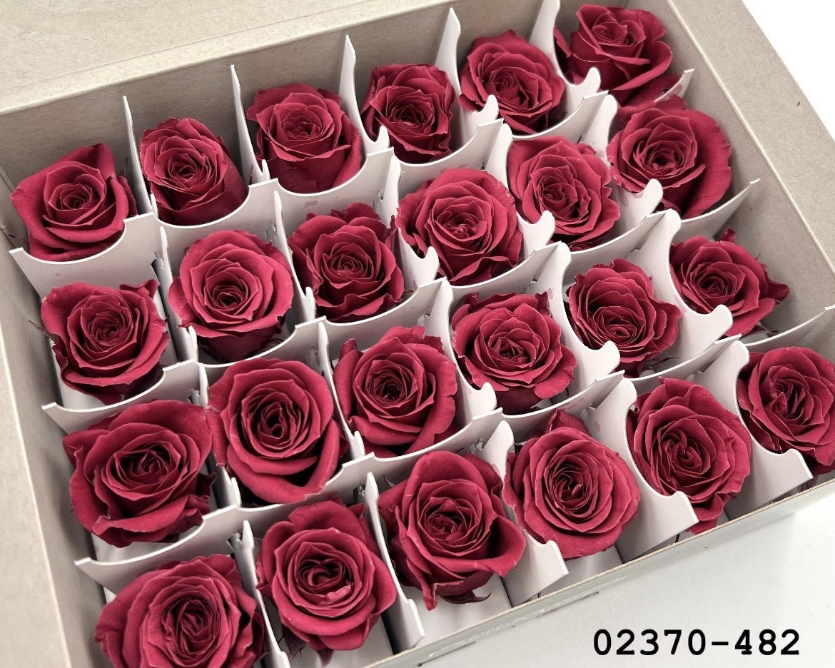 日本不凋迷你玫瑰(24朵) 02370-482