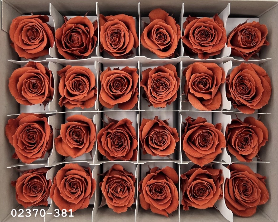 日本不凋迷你玫瑰(24朵) 02370-381