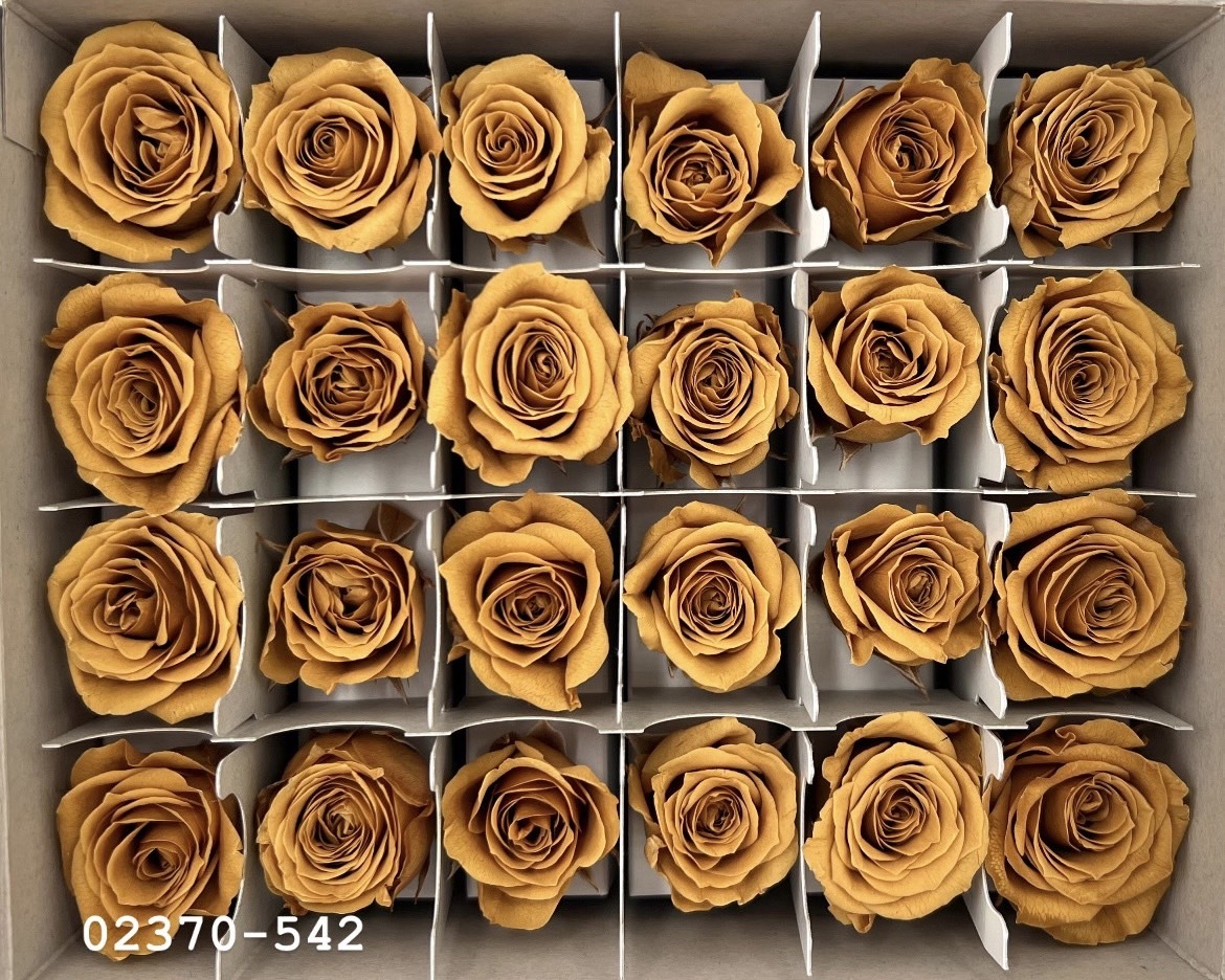 日本不凋迷你玫瑰(24朵) 02370-542