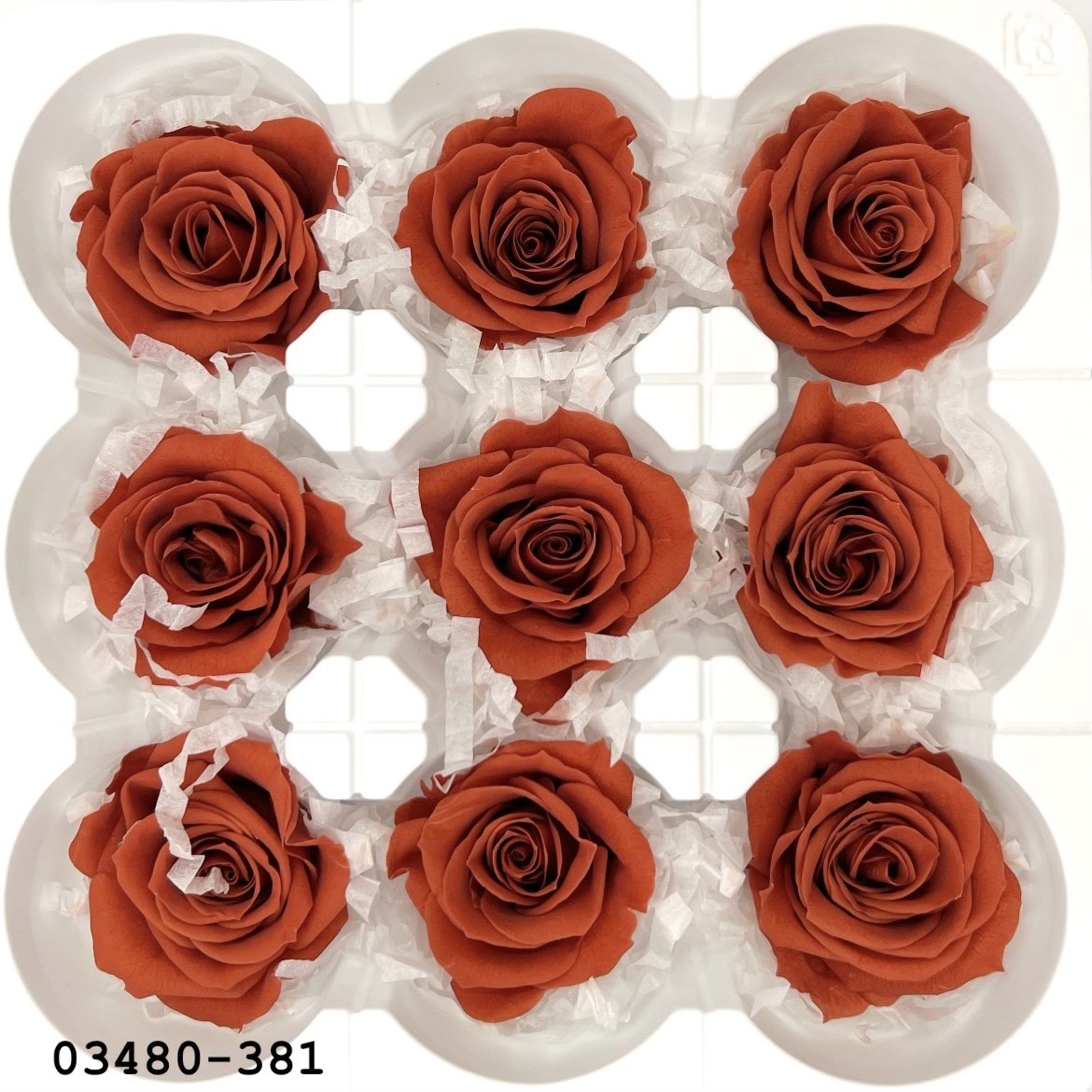 日本不凋中輪玫瑰(9朵) 03480-381