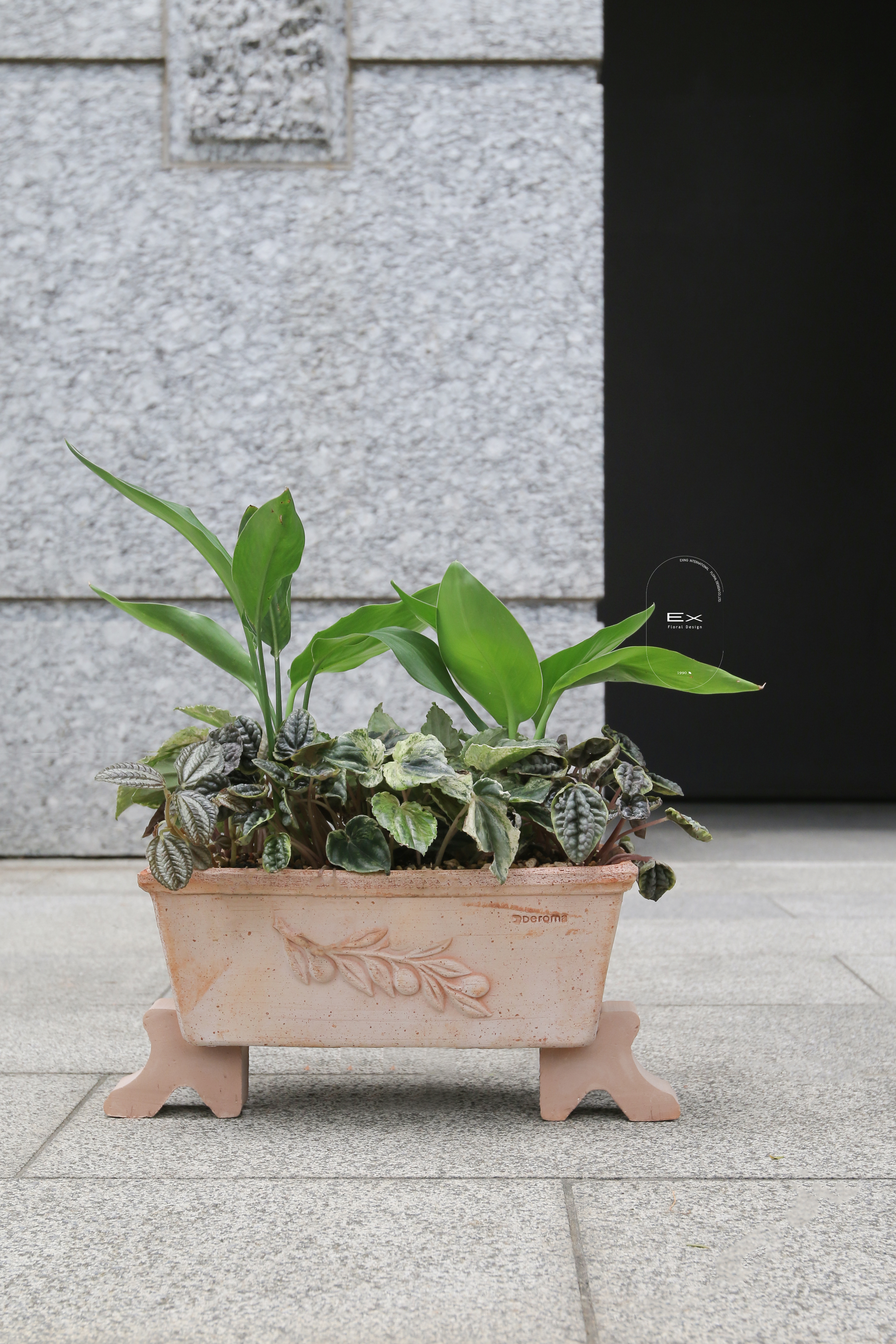 桌上型 · 椒草總匯 Peperomia caperata｜義大利陶盆 Deroma