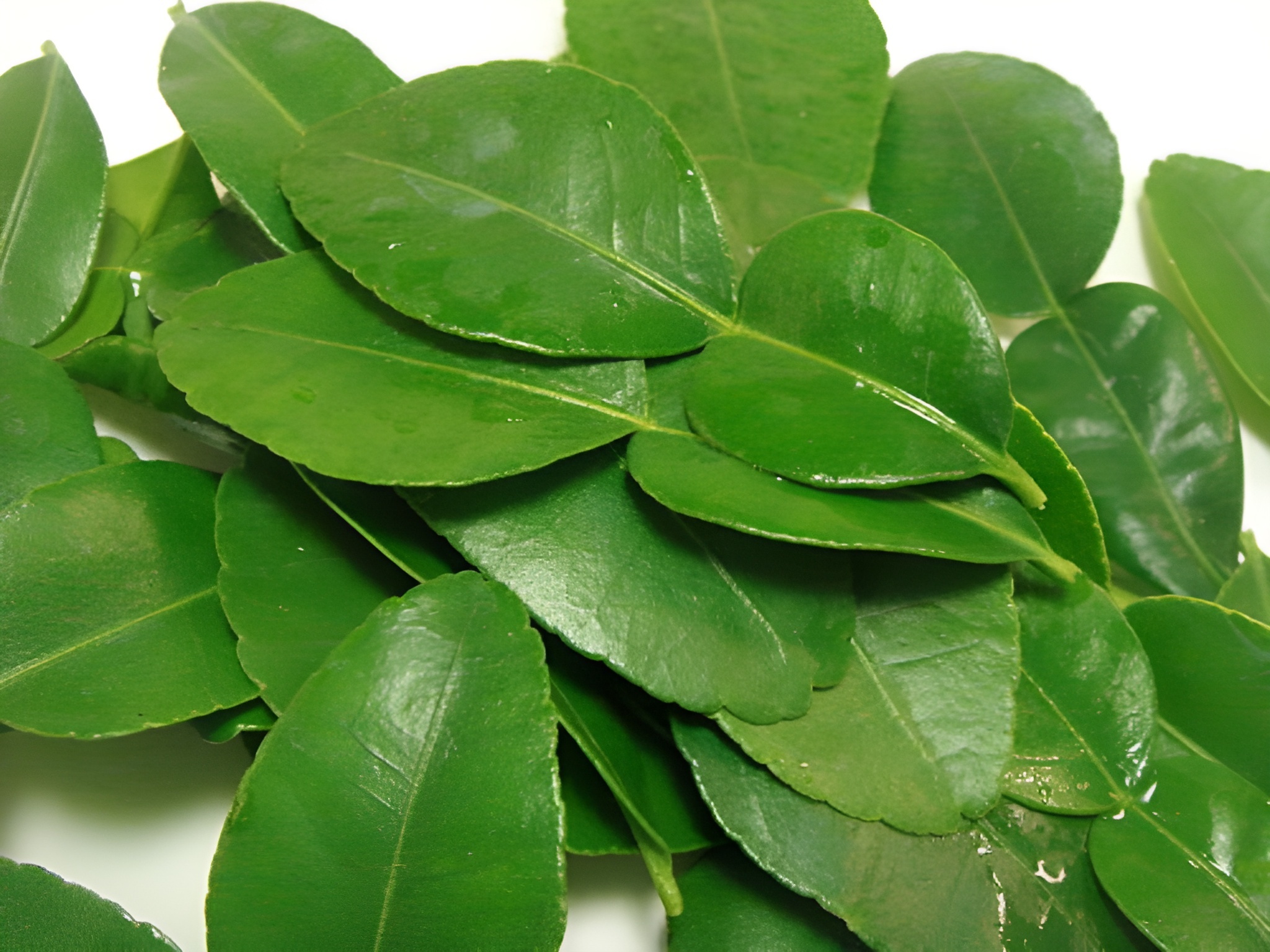 檸檬葉的功效, image size:2048x1536