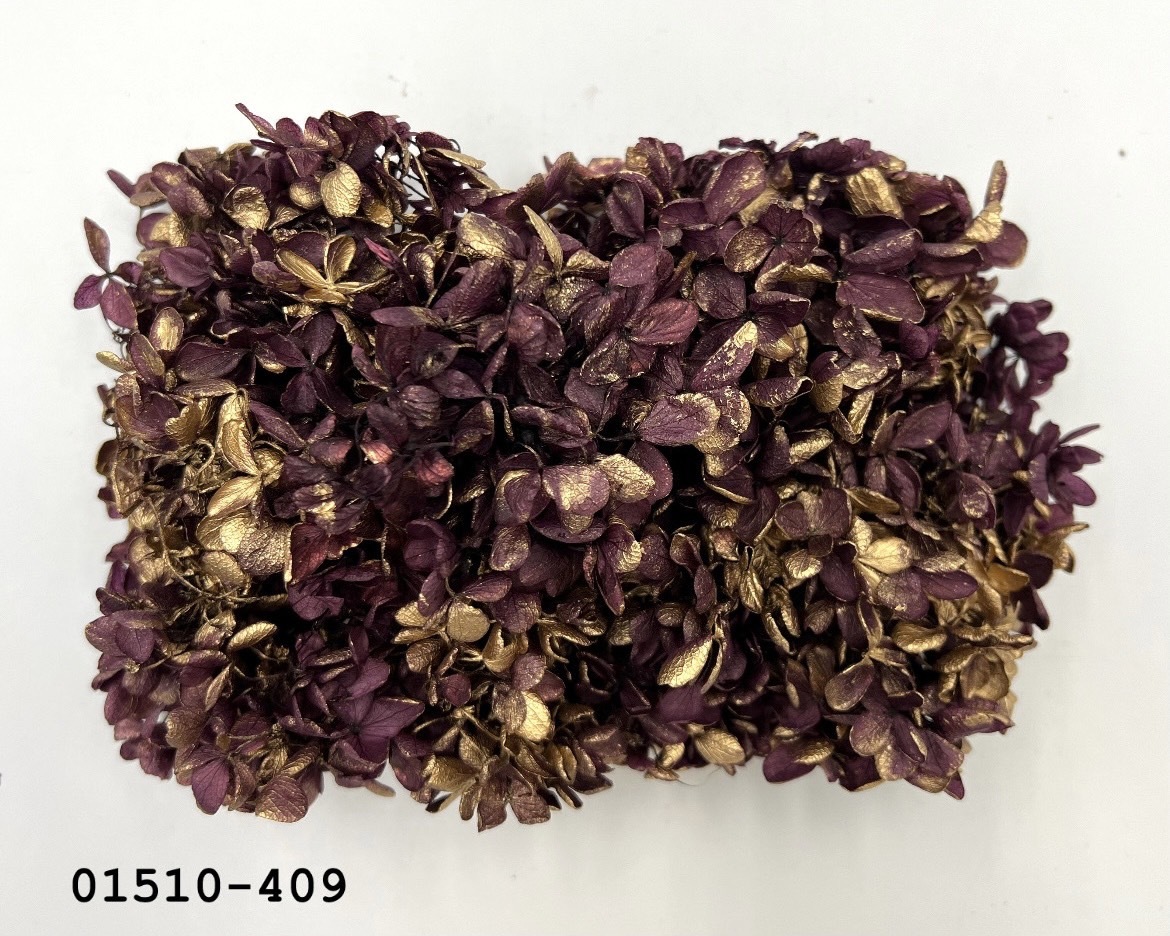 日本不凋鑲金中葉繡球 01510-409