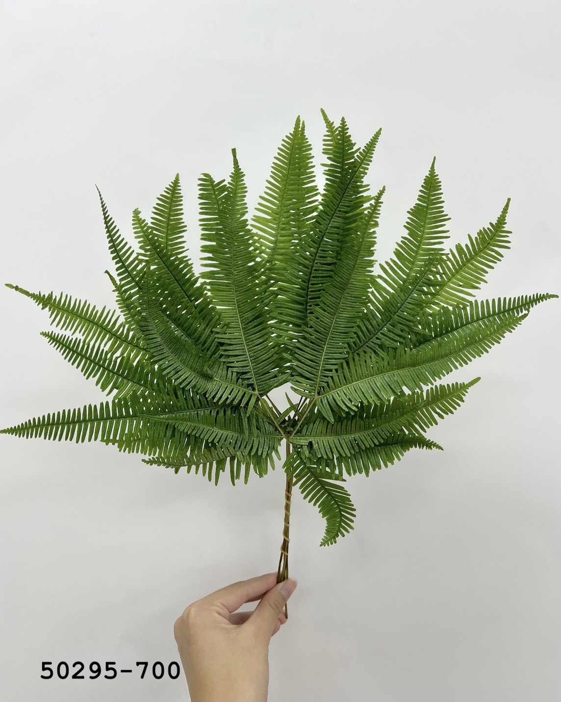 日本不凋芒萁 50295-700