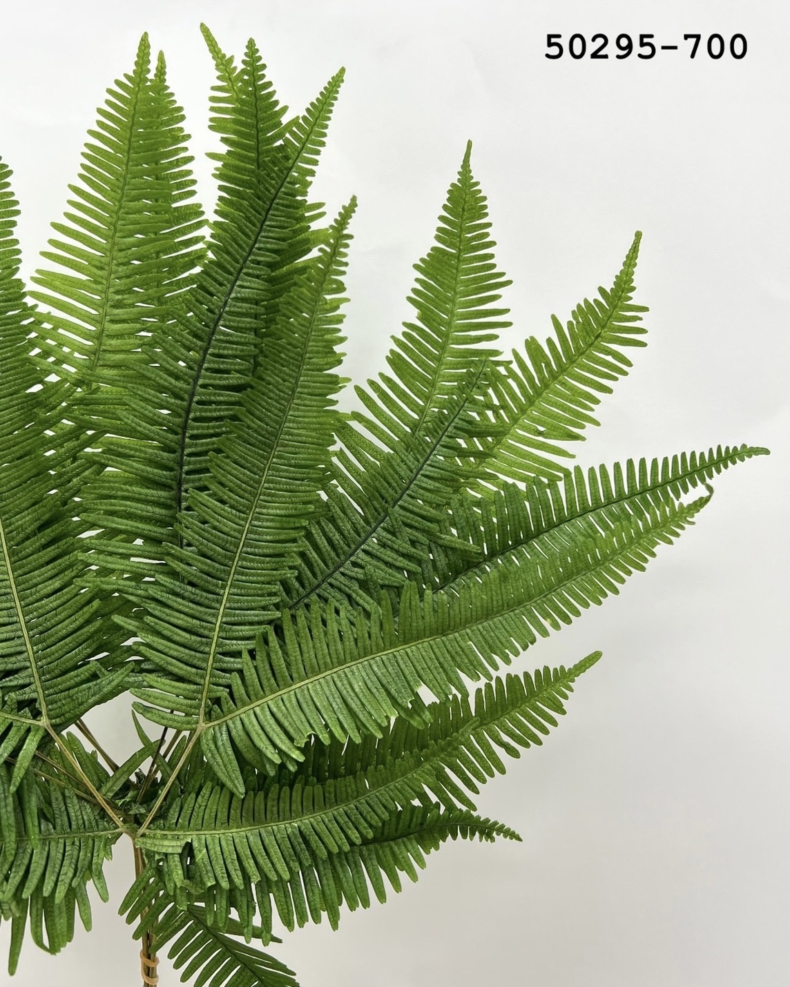 日本不凋芒萁 50295-700