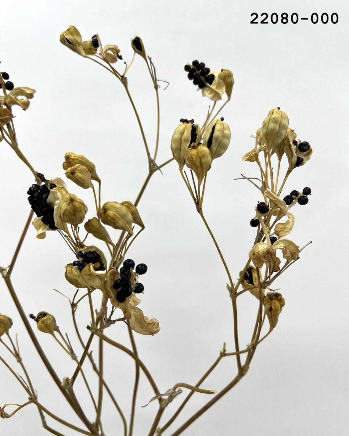 日本不凋射干果 22080-000