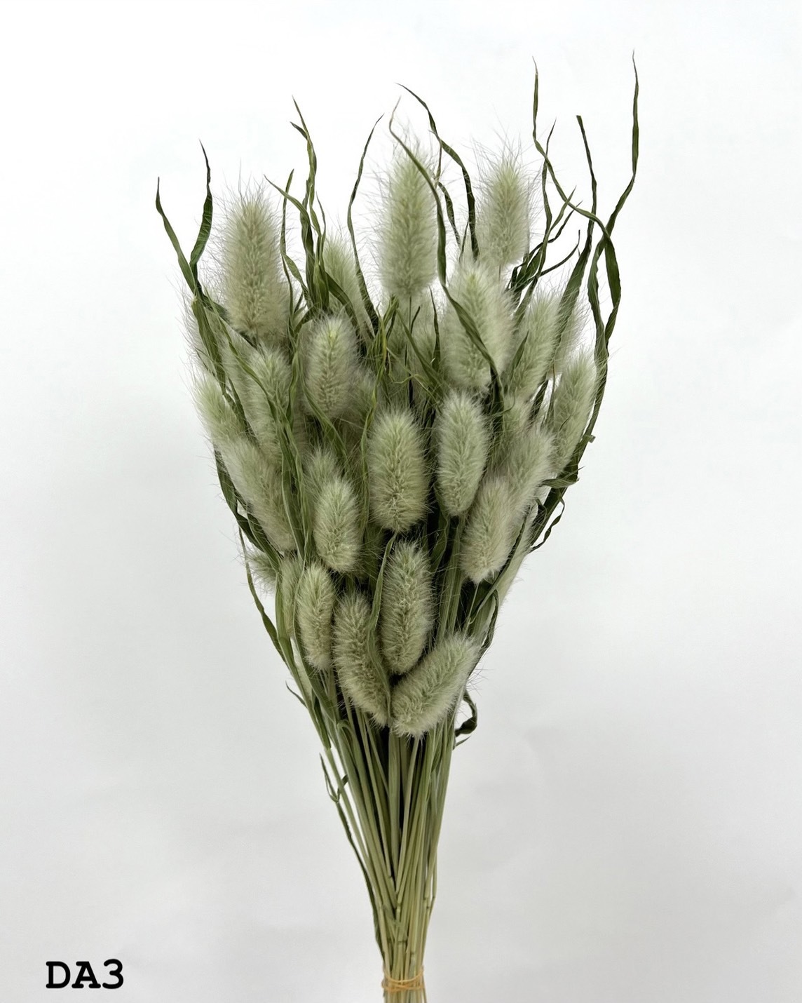 日本乾燥兔尾草 42050-DA3