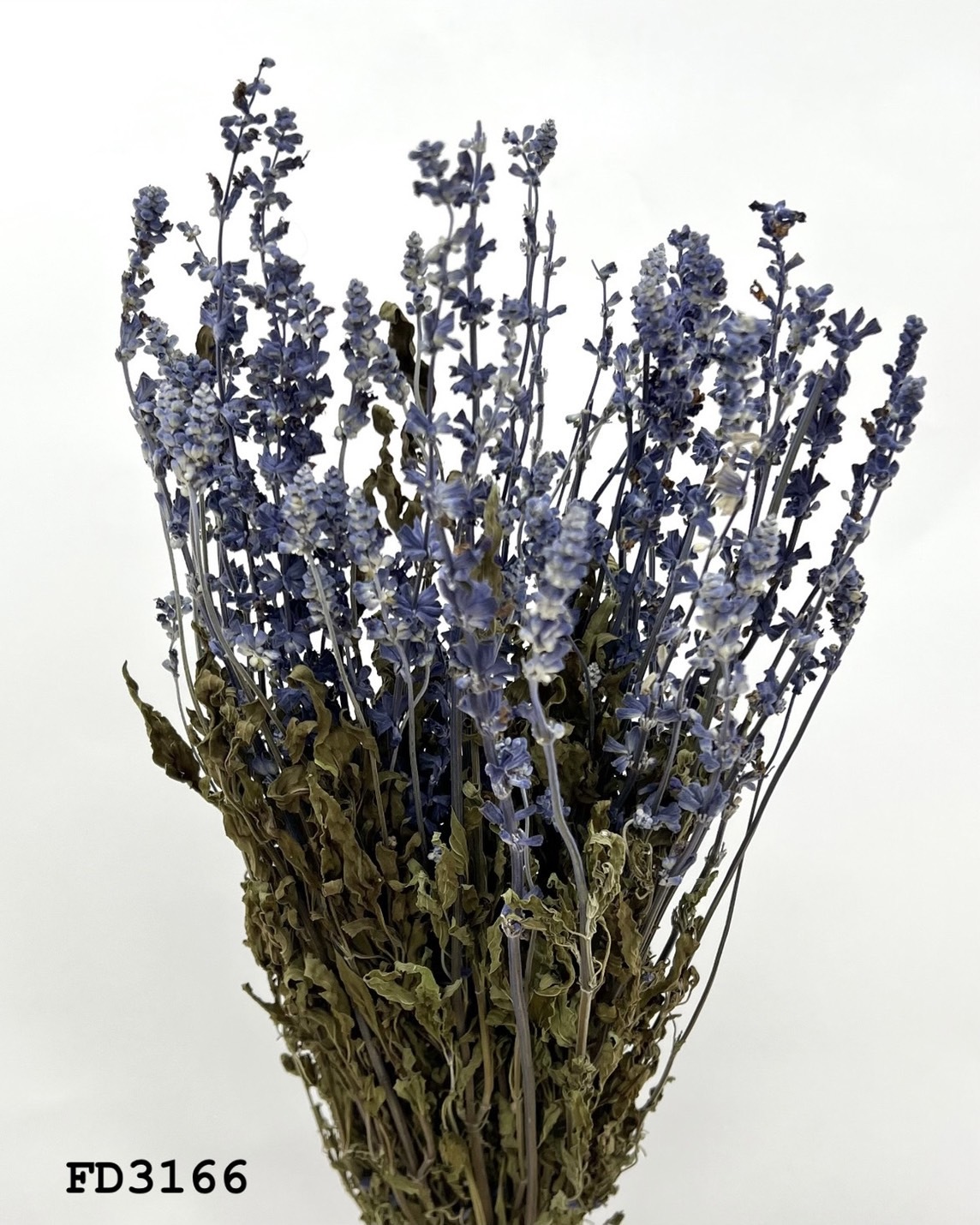 日本乾燥鼠尾草 FD3166