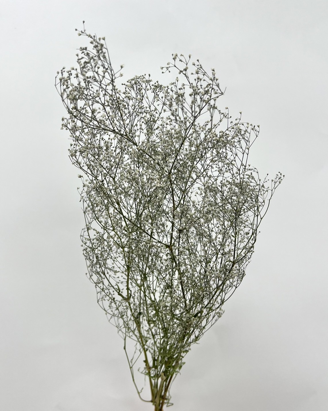 日本乾燥迷你滿天星  DA4