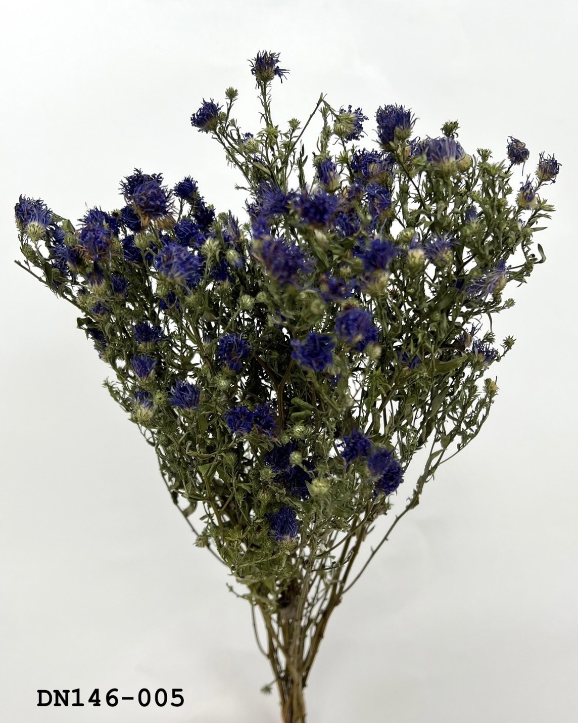 日本乾燥孔雀草 DN146-005