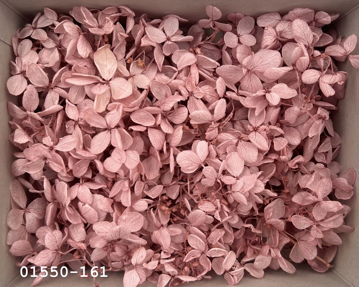 日本不凋中葉繡球(散裝) 01550-161