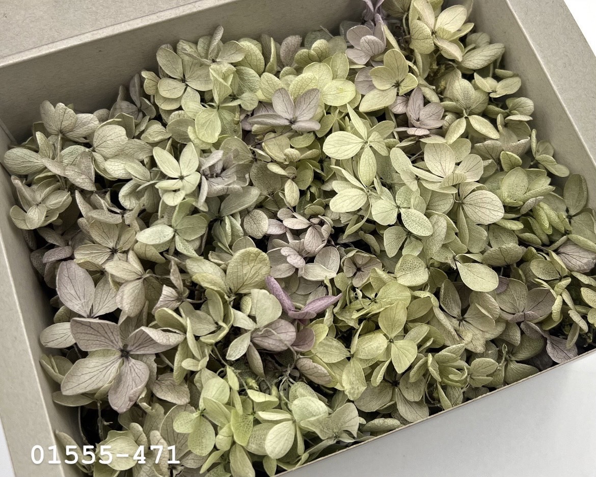 日本不凋中葉繡球(散裝) 01555-471