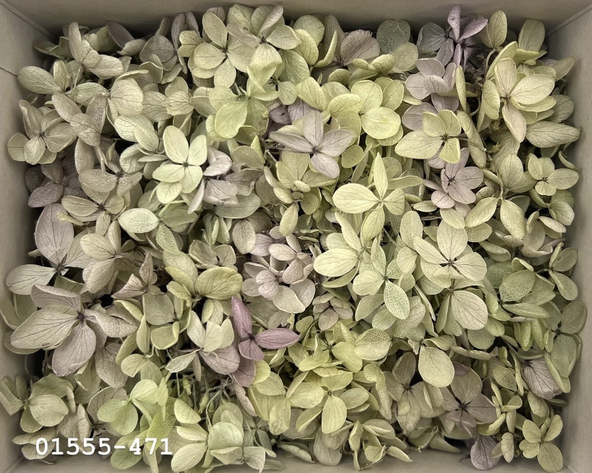 日本不凋中葉繡球(散裝) 01555-471