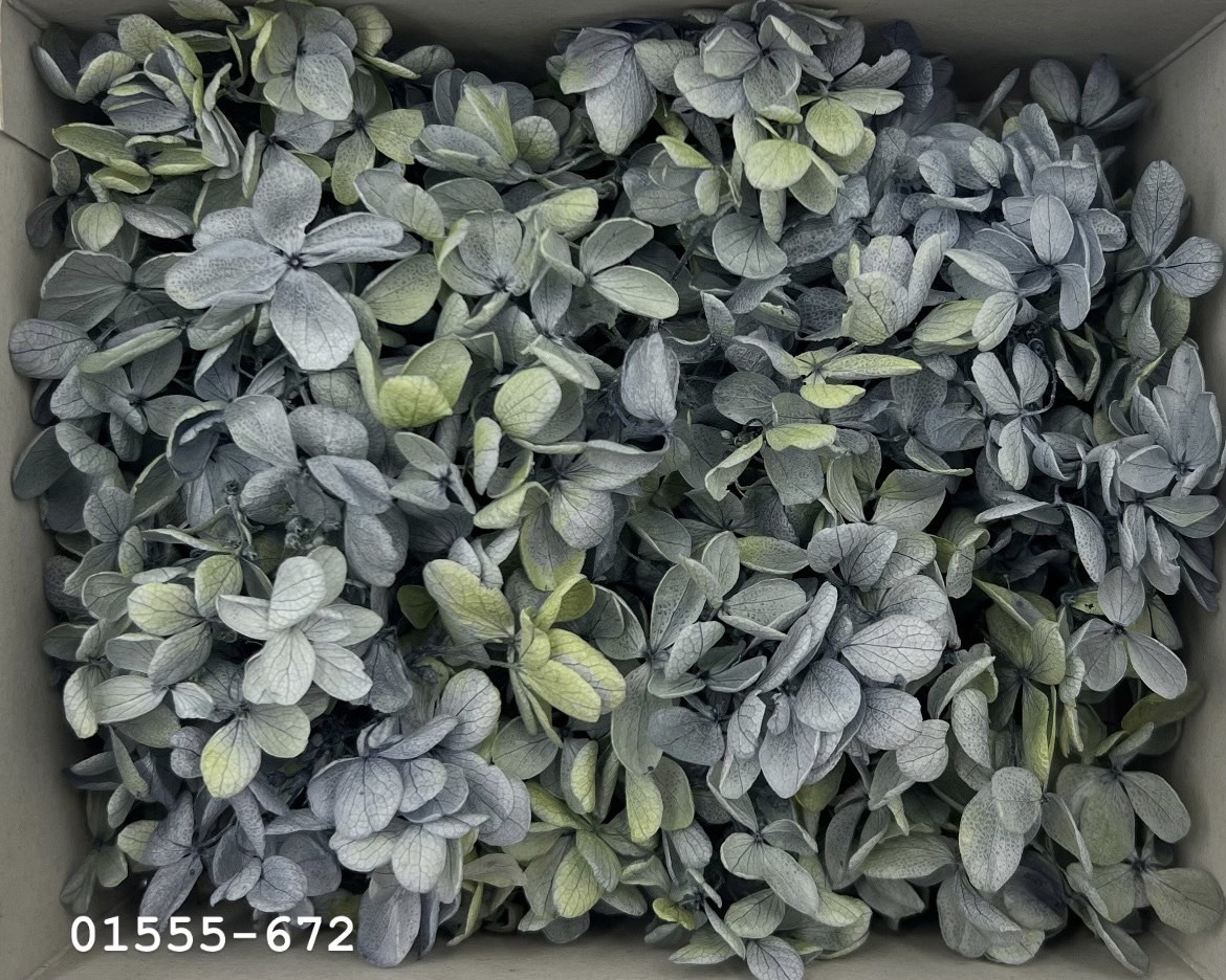 日本不凋中葉繡球(散裝) 01555-672