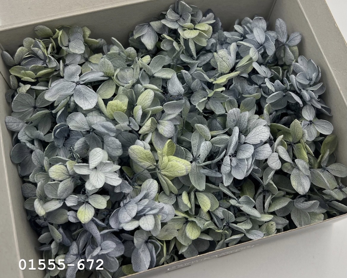 日本不凋中葉繡球(散裝) 01555-672