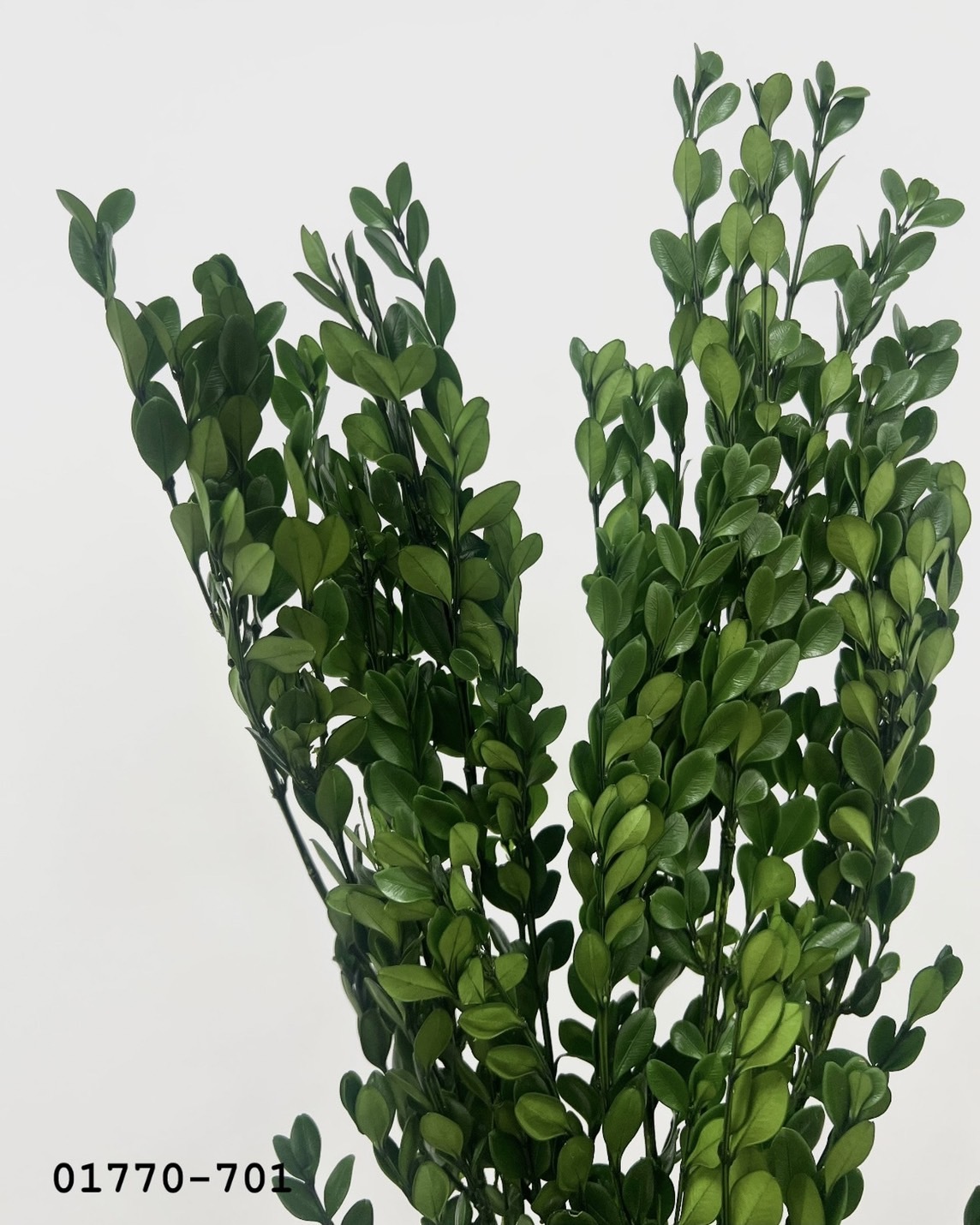 日本不凋黃楊 01770-701