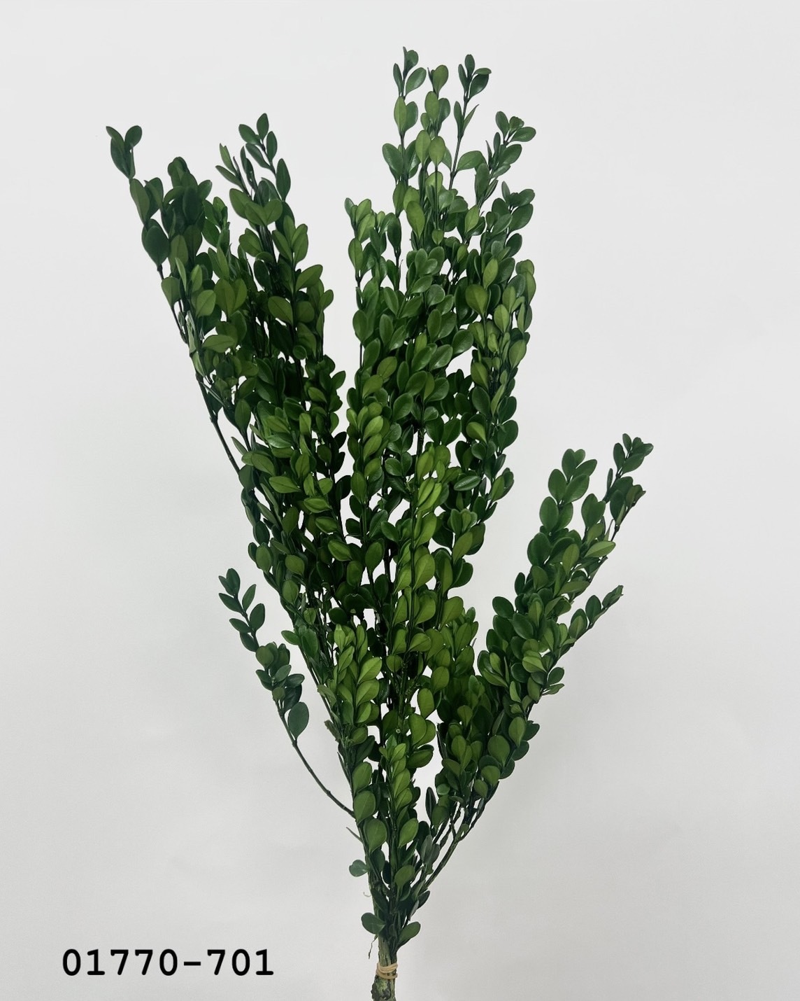 日本不凋黃楊 01770-701