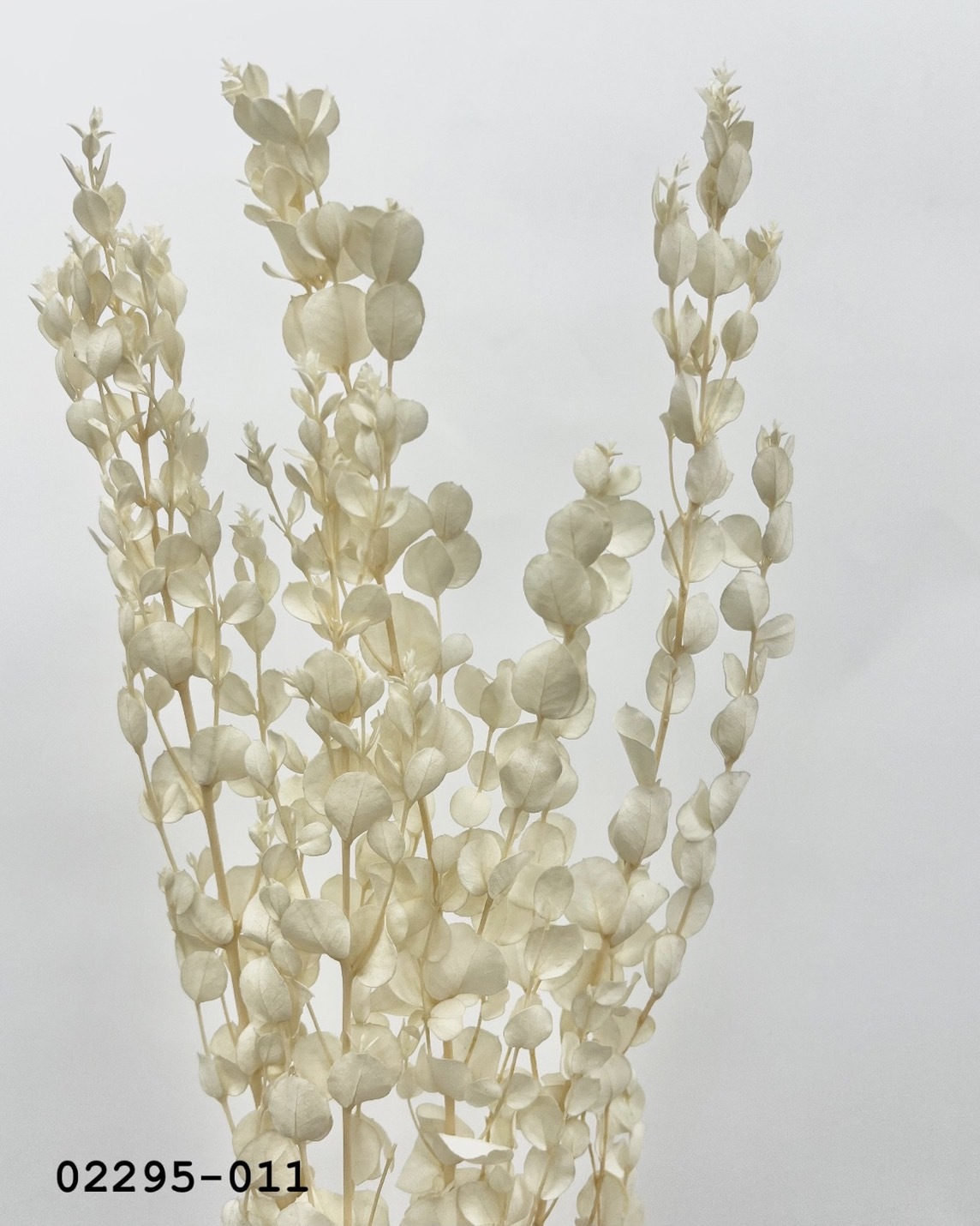 日本不凋小圓尤加利葉 02295-011