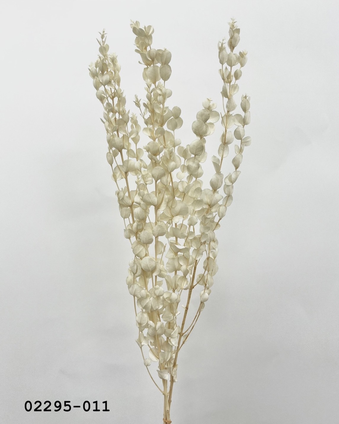 日本不凋小圓尤加利葉 02295-011