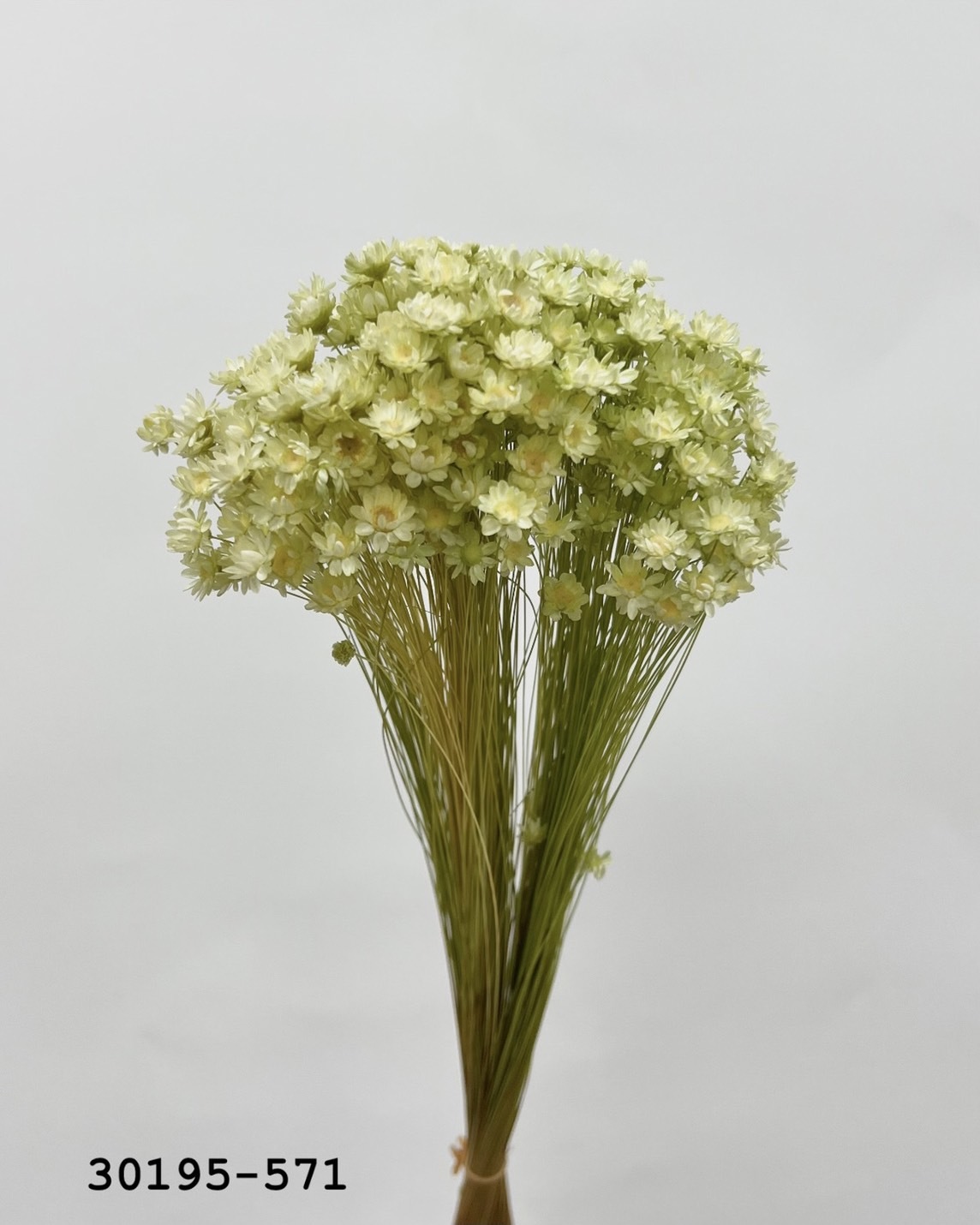 日本不凋繁星花 30195-571