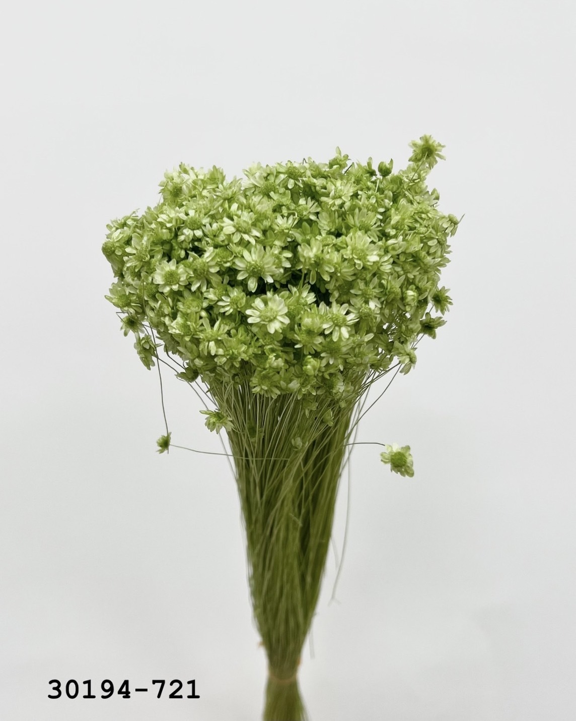 日本不凋迷你繁星花 30194-721