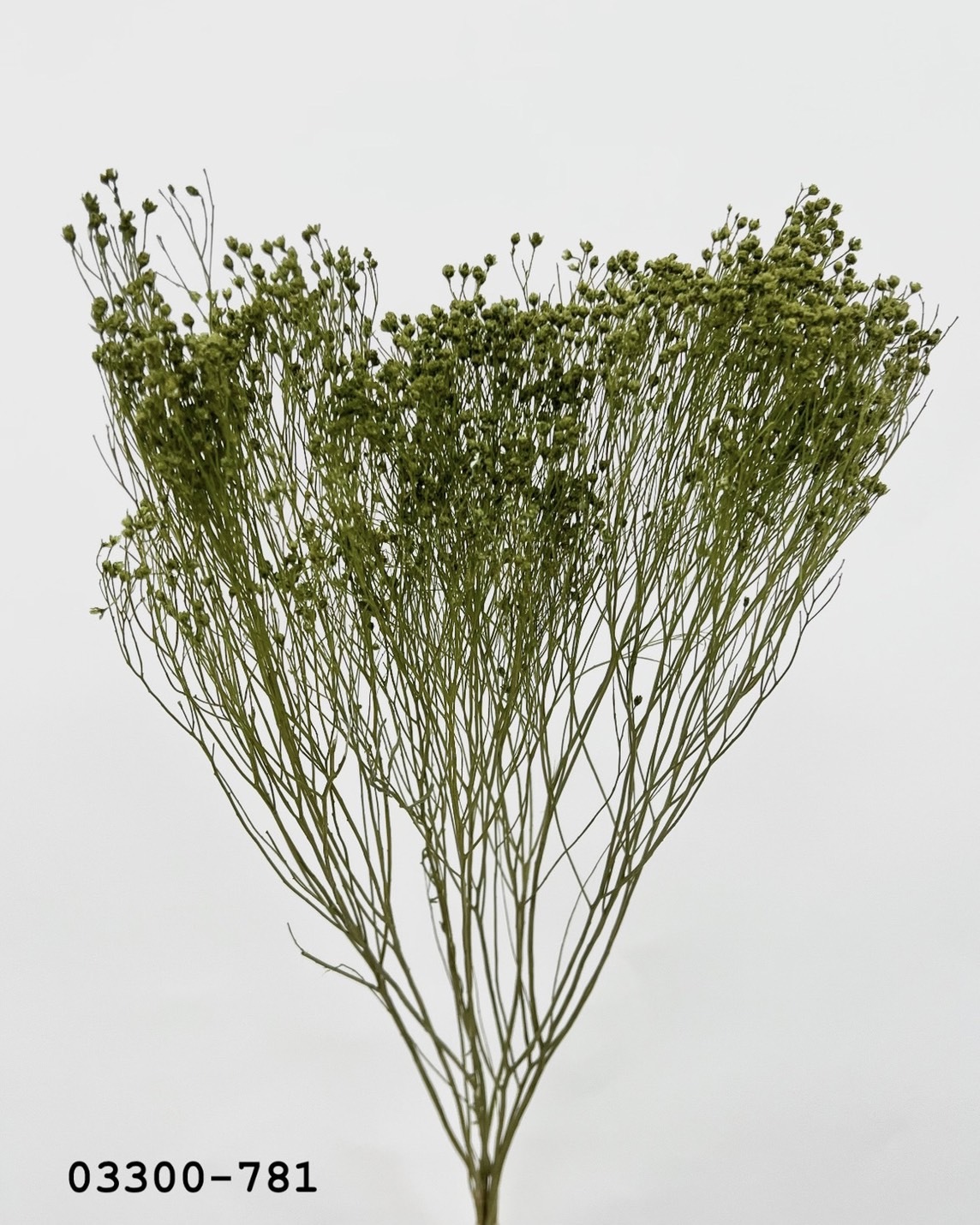 日本乾燥木滿天星 03300-781