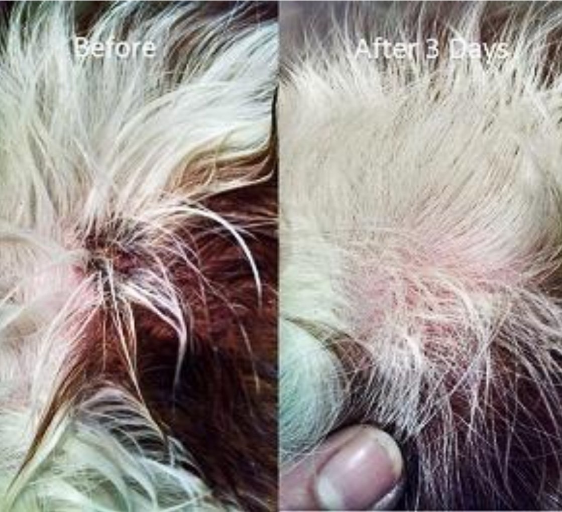 Eye Envy 皮膚至尊水 118ml (貓狗適用）