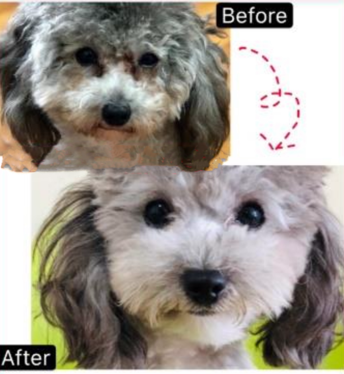 Eye Envy 眼部去漬水（狗狗專用）*4款容量可選