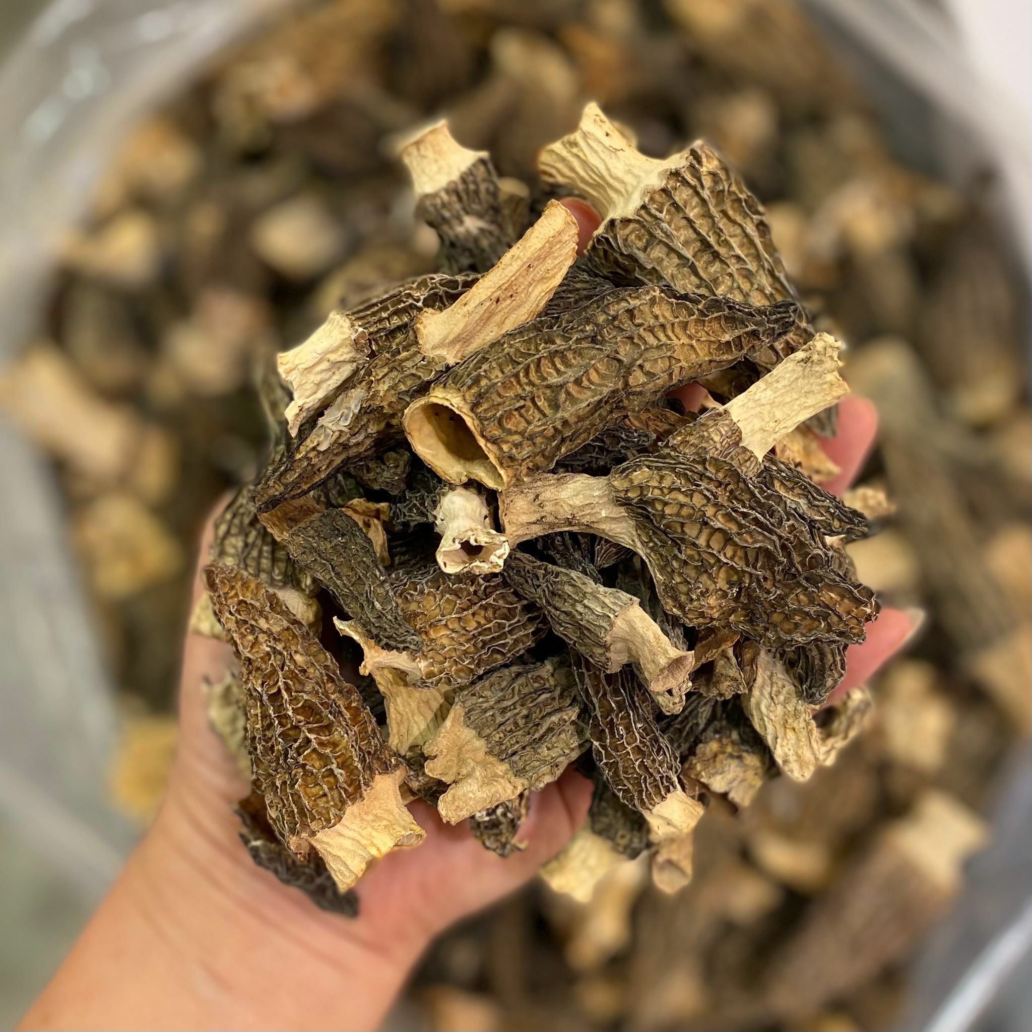 迷你羊肚菌，1兩（37.5克）約有55隻