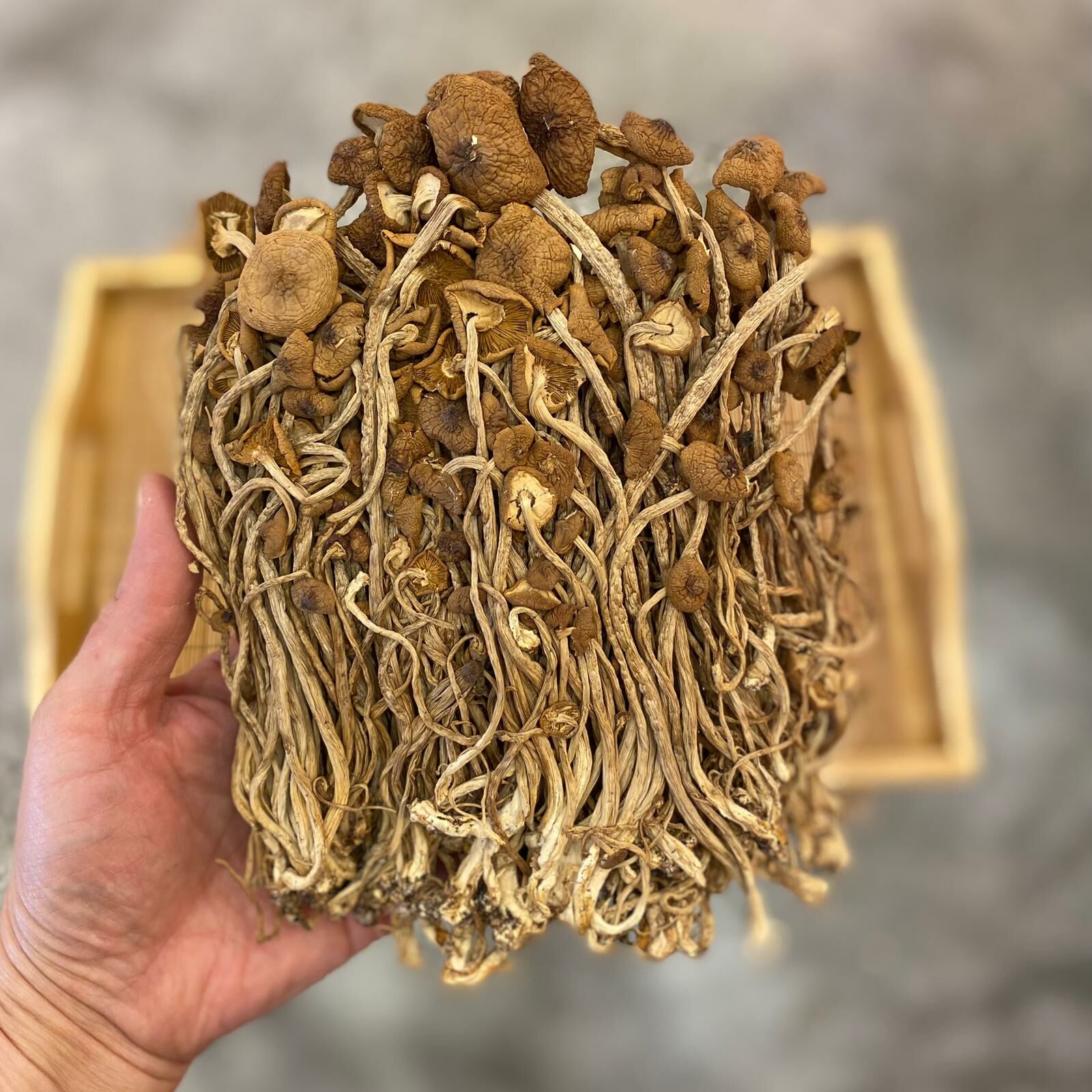 茶樹菇（200克）