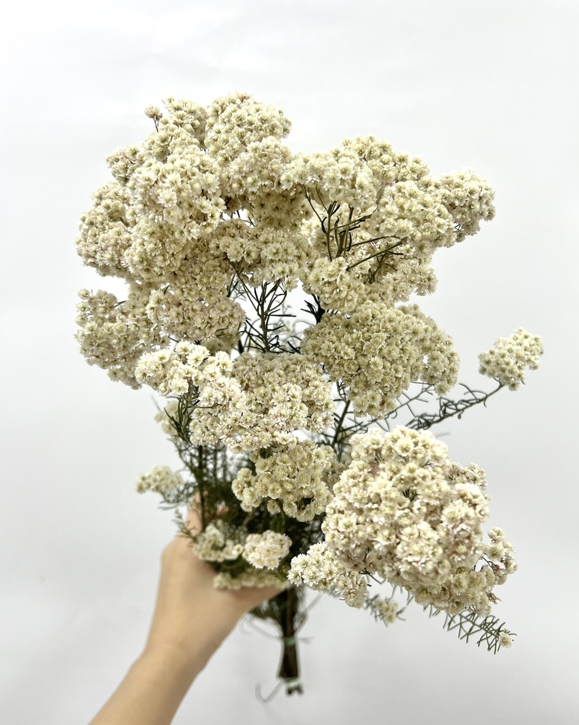 新鮮乾燥米香花