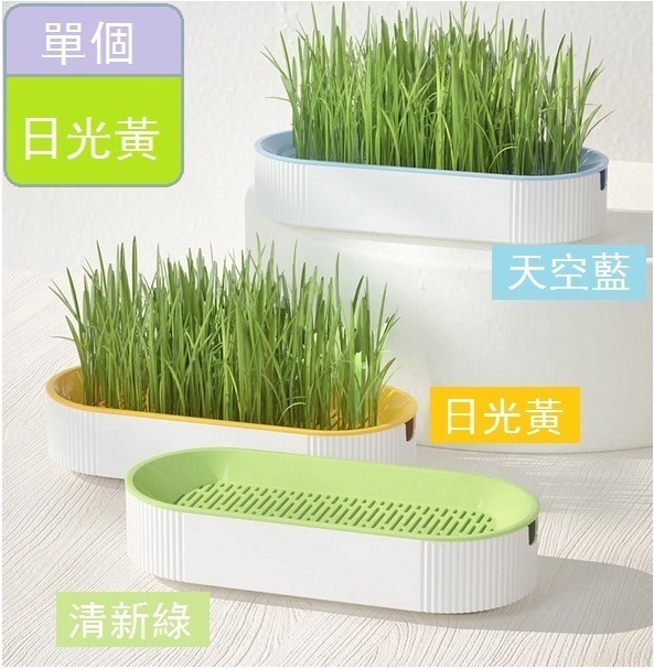 熱賣種植水培撞色貓草盒貓草（日光黃水培貓草盒） 
