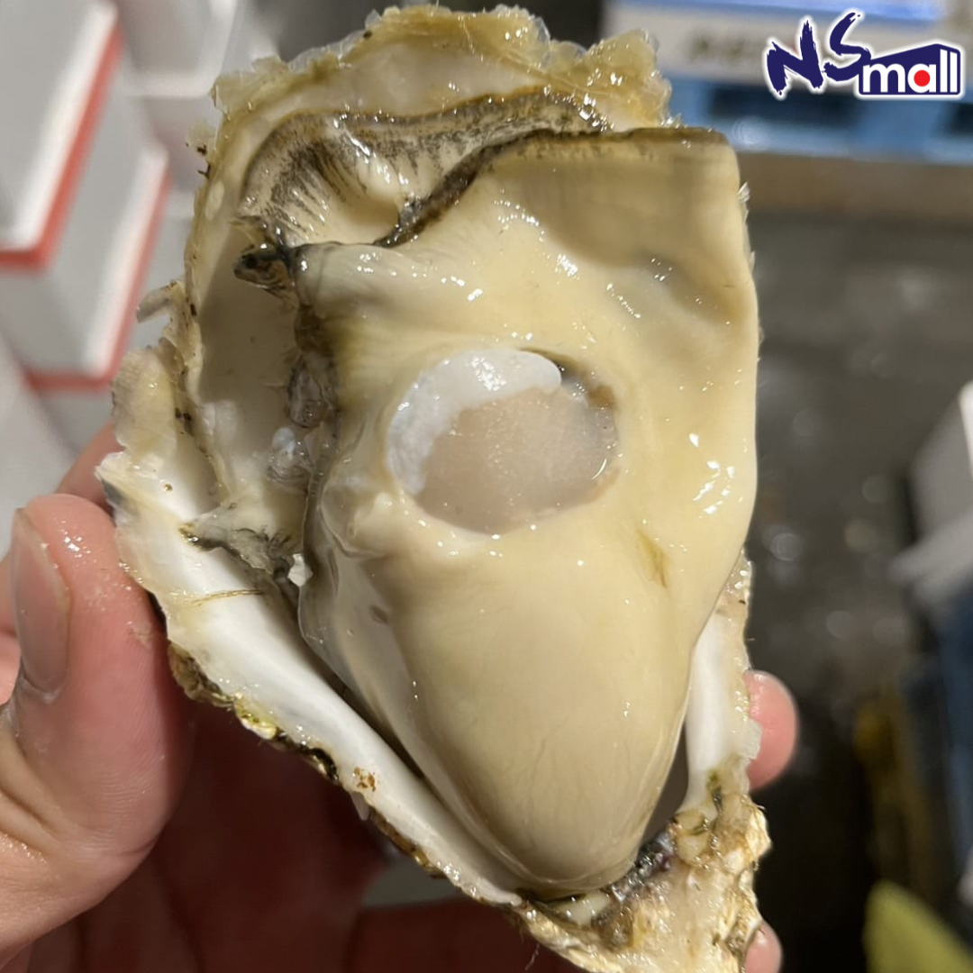 北海道 知内 生蠔 約150-200g/隻