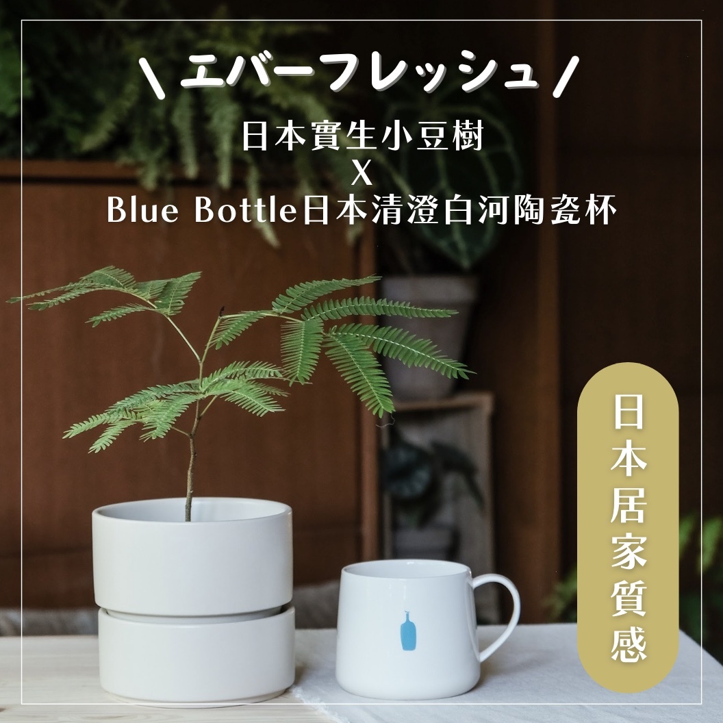 【聯名限定】日本實生小豆樹ＸBlue Bottle清澄白河限定杯