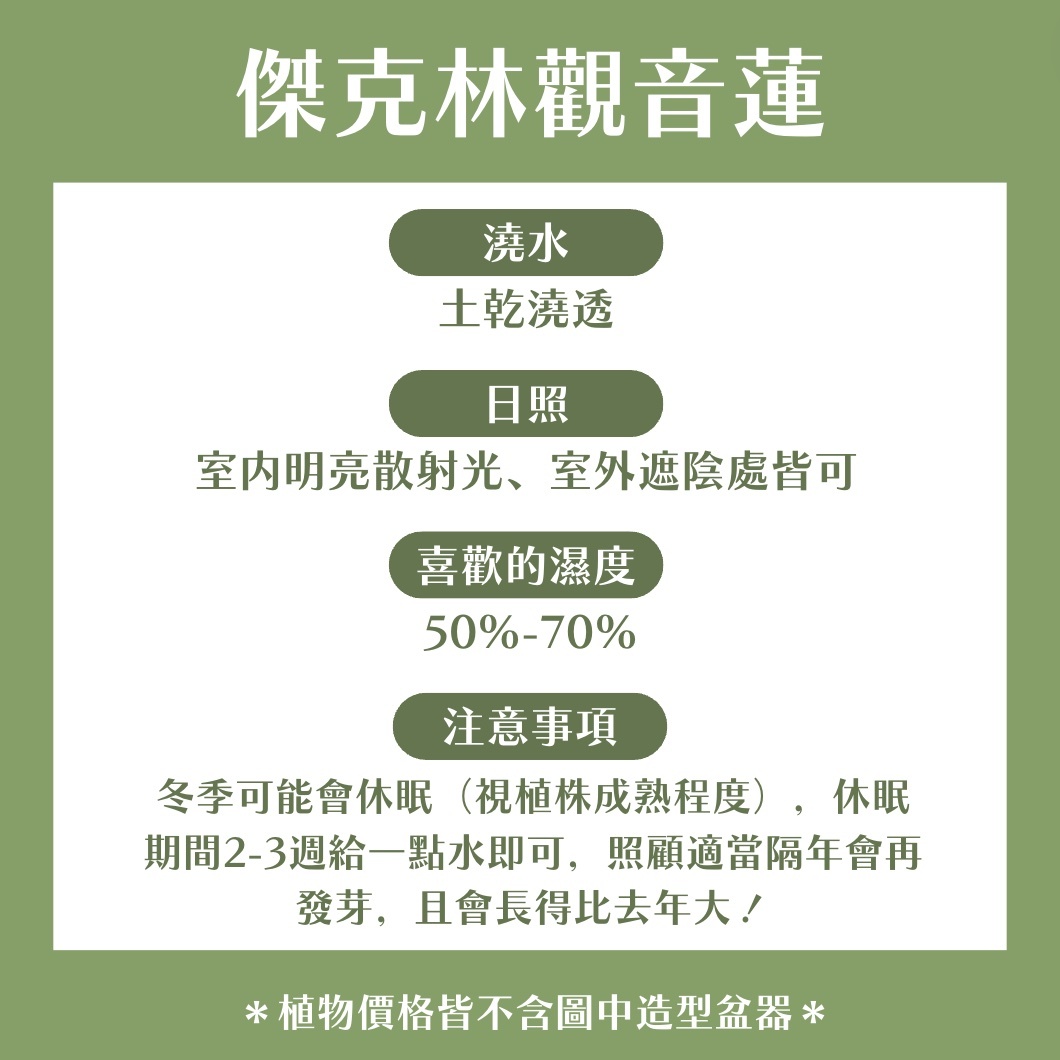 【𝐂𝐡𝐞𝐧’𝐬 𝐏𝐥𝐚𝐧𝐭限定聯名】傑克觀音蓮