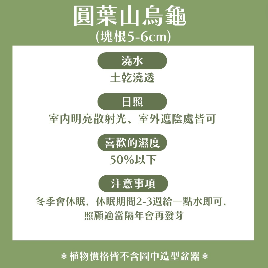 【𝐂𝐡𝐞𝐧’𝐬 𝐏𝐥𝐚𝐧𝐭限定聯名】圓葉山烏龜 (塊根5-6cm)