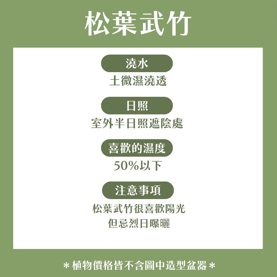 【𝐂𝐡𝐞𝐧’𝐬 𝐏𝐥𝐚𝐧𝐭限定聯名】松葉武竹