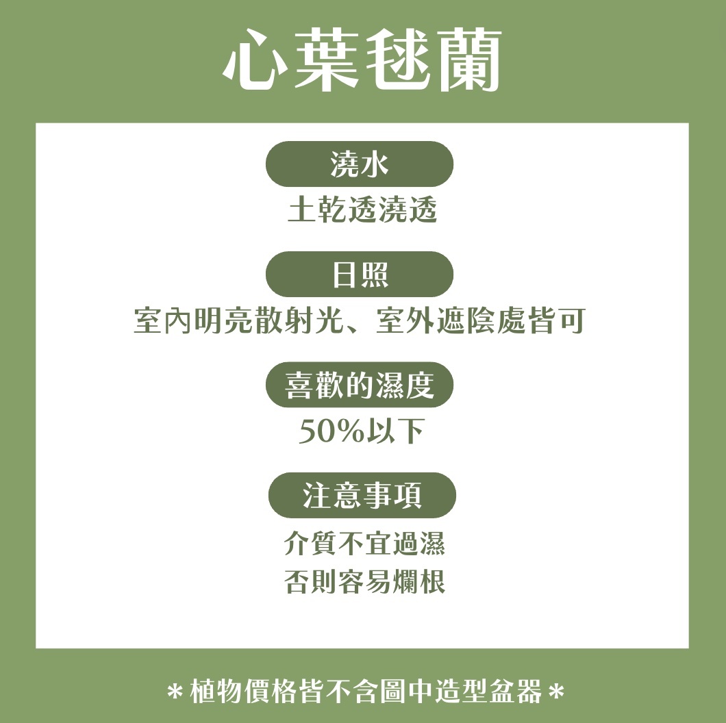 【𝐂𝐡𝐞𝐧’𝐬 𝐏𝐥𝐚𝐧𝐭限定聯名】心葉毬蘭