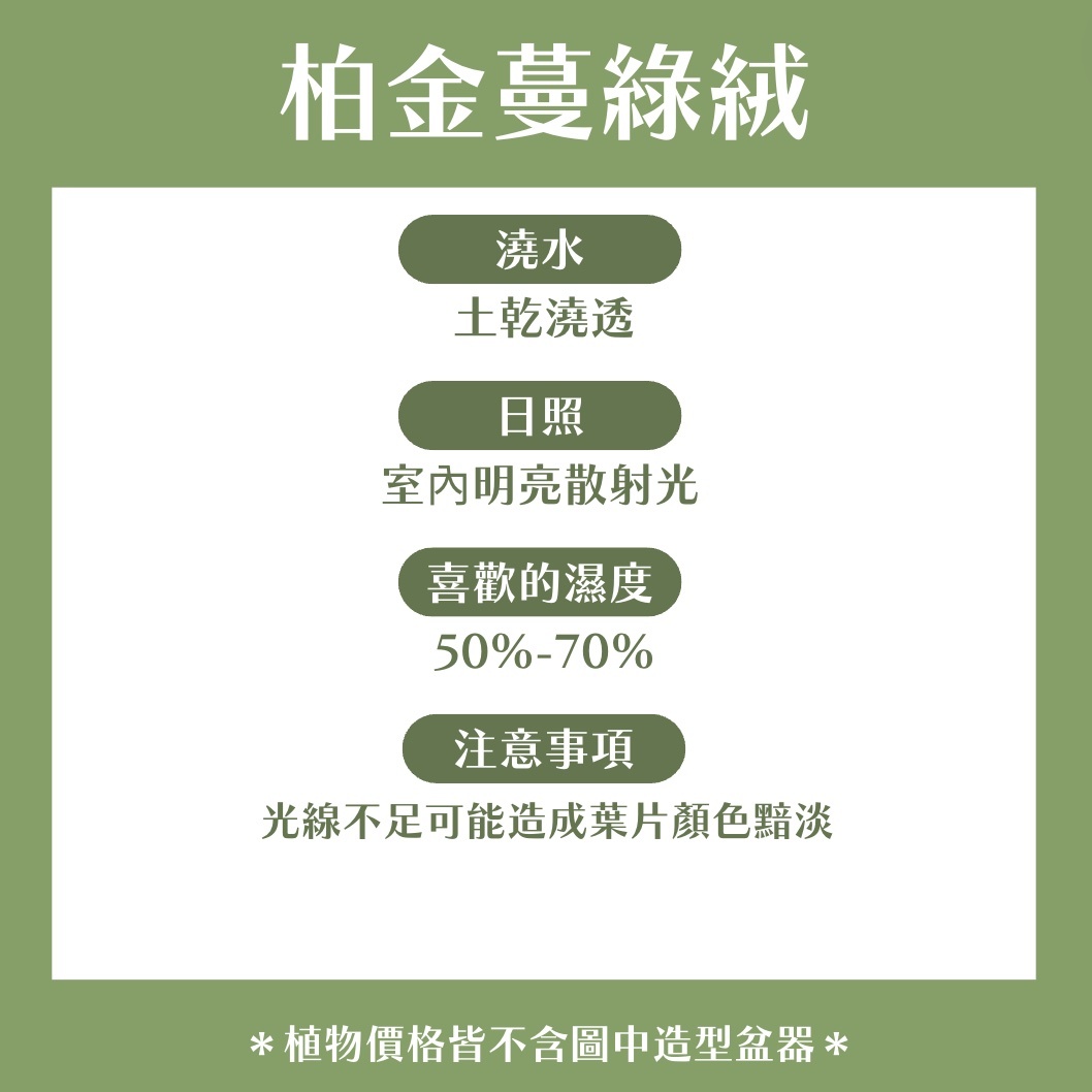 【𝐂𝐡𝐞𝐧’𝐬 𝐏𝐥𝐚𝐧𝐭限定聯名】柏金蔓綠絨