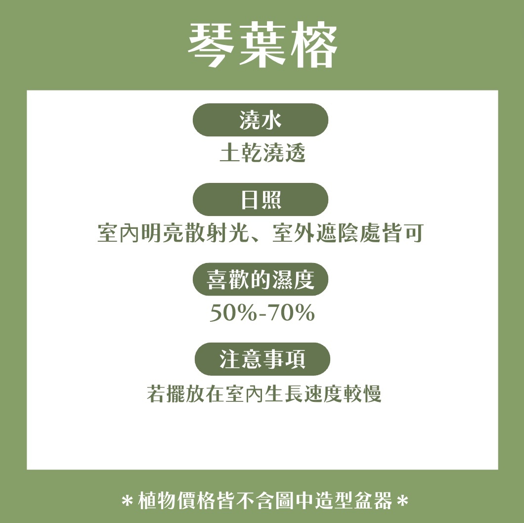 【𝐂𝐡𝐞𝐧’𝐬 𝐏𝐥𝐚𝐧𝐭限定聯名】琴葉榕