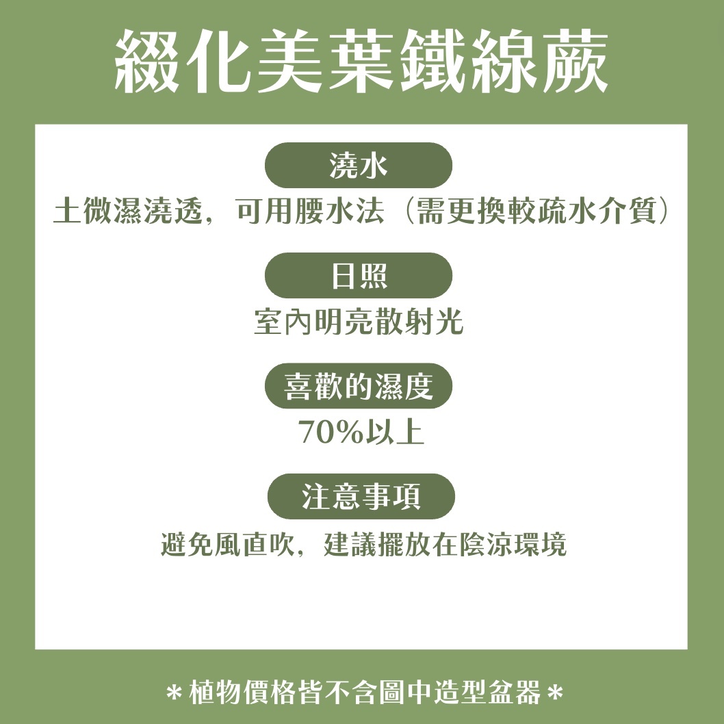 【𝐂𝐡𝐞𝐧’𝐬 𝐏𝐥𝐚𝐧𝐭限定聯名】綴化美葉鐵線蕨
