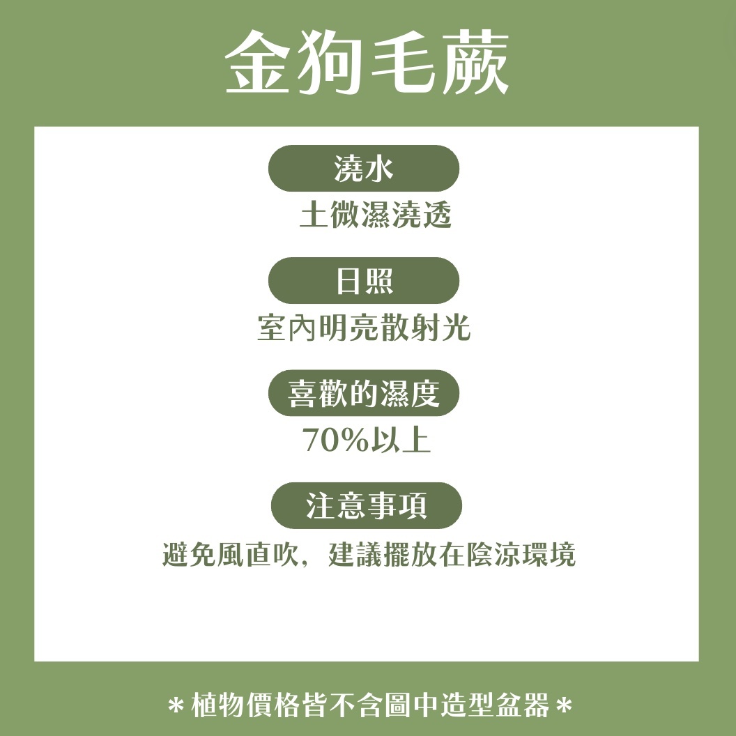 【𝐂𝐡𝐞𝐧’𝐬 𝐏𝐥𝐚𝐧𝐭限定聯名】金狗毛蕨